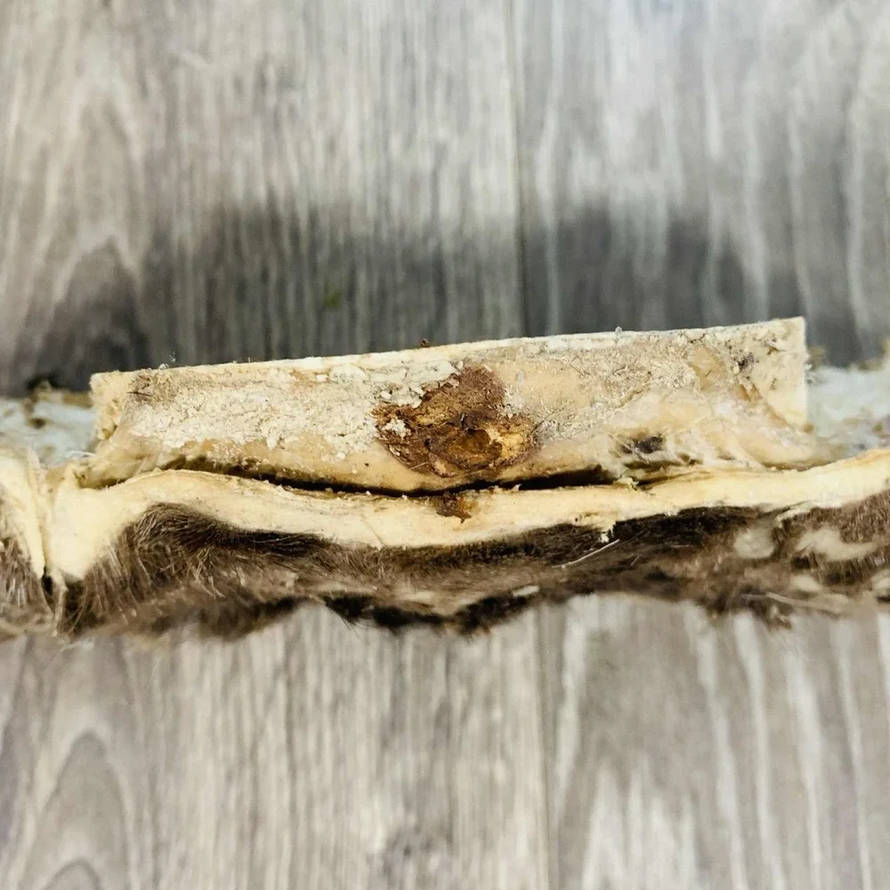 Naturally Shed Wild Moose Antler (Horn, Knife, Carving, Chew, Taxidermy) Full - Picture 6 of 15